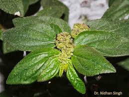 Image result for Euphorbia dawei