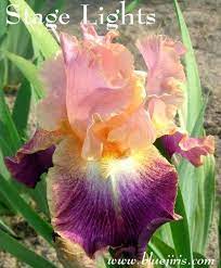 Tall Bearded Iris Iris Stage Lights In The Irises Database All Things Plants Iris Flowers Plants Bearded Iris