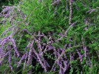 Image result for Komule střídavolisté