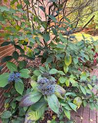 Image result for Hyparrhenia dichroa