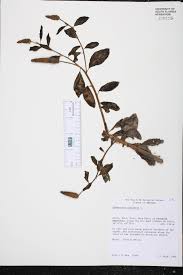 Image result for Sphenoclea zeylanica