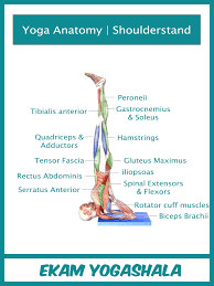 Yoga Anatomy Of Shoulderstand Yoga Pose Yoga Anatomy Yoga Hatha Yoga
