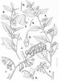 Image result for Solanum grossidentatum