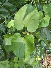 Image result for Pentarrhinum insipidum