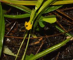 Image result for Hypoxis urceolata