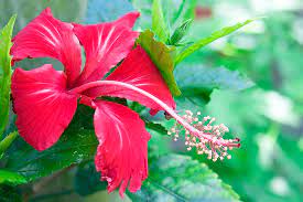 I gotta admit that i a total n00b when it comes to photography, but i love taking photos. File Red Hibiscus Jpg Simple English Wikipedia The Free Encyclopedia