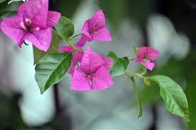 > вино don fernando белое сух. Vibrant Bougainvillea Colors To Brighten Up Your Dormant Arena Gardenerdy