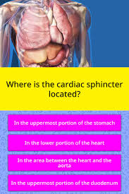 But, if you guessed that they weigh the same, you're wrong. Where Is The Cardiac Sphincter Located Trivia Questions Quizzclub