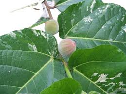 Image result for Ficus abutilifolia