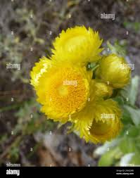 Image result for Helichrysum foetidum