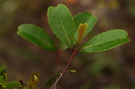 Image result for Catha edulis