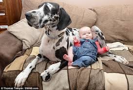 Proven tips from dog experts that has worked for more than 875,000 dog owners worldwide. Seven Month Old Baby Is Best Friends With 110lb Great Dane Dog Called Harley Daily Mail Online