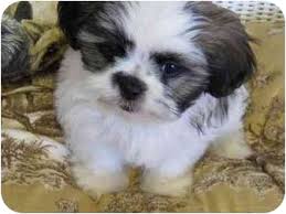Find local shih tzu puppies for sale and dogs for adoption near you. Conroe Tx Shih Tzu Meet Teddy Bear A Pet For Adoption