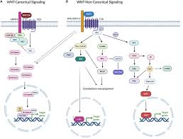 Maybe you would like to learn more about one of these? Frontiers Wnt5b In Physiology And Disease Cell And Developmental Biology