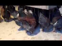 Modena goes green it starts from you. Modena Pigeons Youtube