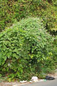 Image result for Pergularia daemia