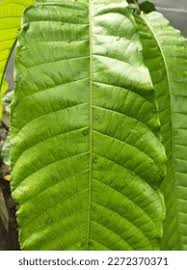 Image result for Leptonychia