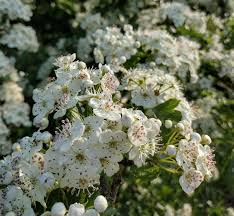 Image result for Crataegus