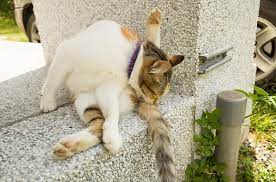 Why Does My Cat Bite His Tail Until It Bleeds