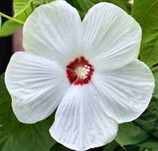 Image result for Hibiscus noldeae