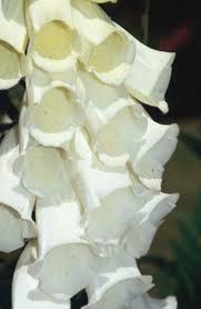 Image result for Digitalis purpurea alba/ red spots