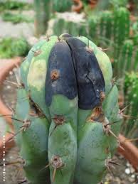 If you decide to keep the pot, make sure you thoroughly empty and clean. Rotting Cactus Plants Learn About Erwinia Soft Rot In Cactus Cactus Plants Plant Diseases Cactus