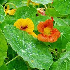 Bees are especially drawn to blue, white, yellow, and purple flowers. 20 Flowering Plants That Attract Bees Pollinator Friendly Plants