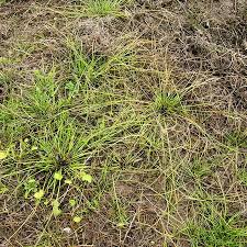 Image result for Isolepis prolifera