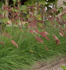 Image result for Melinis nerviglumis