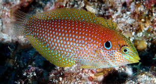 The black leopard wrasse, also known as leopard wrasse or yellowspotted wrasse, has a dark body with light blue to yellowish spots. Macropharyngodon Kuiteri Randall 1978