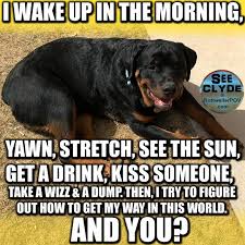 Funny Rottweiler Memes And Pictures Rottweiler Memes Funny