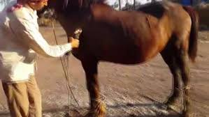 اشتري الان ماكينة حلاقة الخيل تعمل بالكهرباء الشحن متوفر لجميع دول الخليج و العالم العربي خيل خيل عربية خيل السرعة ال horses instagram posts instagram