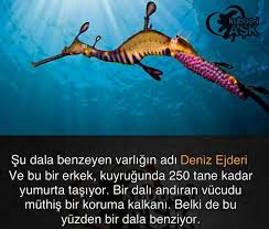 Nese Nin Gozdeleri Hayvanlar Bilgi Karti Ilginc Gercekler
