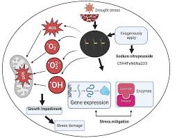 Image result for Nitroprusside