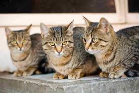 Cats have been domesticated (tamed) for nearly 10,000 years. Awesome 8 Animal Group Names
