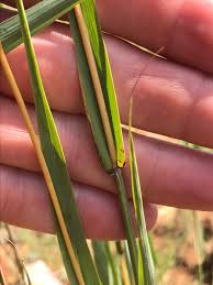 Image result for Diheteropogon amplectens