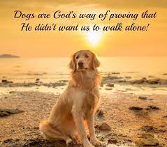 100 Best Quotes About Dogs Famous Dog Quotes Dog Quotes Dogs Dog Training