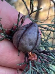 Image result for Callitris endlicheri