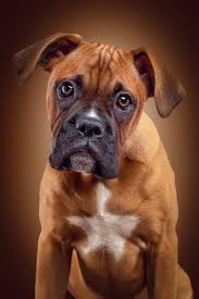 Fotoatelier Berlin Fotograf Daniel Hohlfeld Fotoatelier Berlin Tiere Hunde Fotos Hundefotos Hundebilder