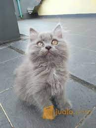Harga kucing anggora anakan dan kucing anggora dewasa baik yang jantan, betina, hitam, putih, abu abu dan pandun lengkap memastikan kualitas kucing sebelum membeli di jakarta, surabaya, tangerang, medan, malaysia, himalaya dan kota lainya bersama kucingmu.com. Harga Kucing Anggora Abu Abu Silvy Gambar