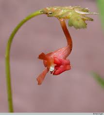 Image result for Liparis harketii