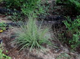 Image result for Eragrostis aspera