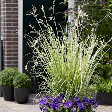 Image result for Chlorophytum pubiflorum