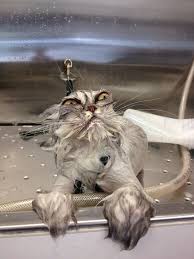 Cat Bath Image Id 157 Image Abyss