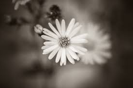 Check spelling or type a new query. Black White Flower Free Stock Photo Negativespace