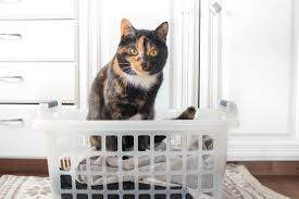 ‪10 Best Cat Breeds for Apartment Living‬‏