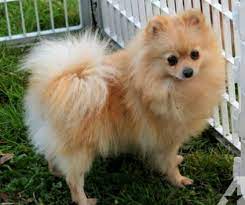 Adult Female Pomeranian For Sale Teacup Pomeranian