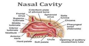 It constitutes the upper respiratory system along with the paranasal sinuses , oral cavity, pharynx and larynx, and. Nasal Cavity Assignment Point