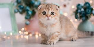 Asid linolenik (la), minyak bunga matahari dan vitamin e. Bukan Hanya Munchkin Kaki Pendek Jadi Daya Tarik 5 Ras Kucing Ini Merdeka Com