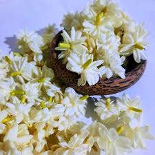 Image result for Jasminum grandiflorum
